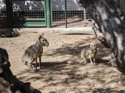 Le simpatiche lepri della Patagonia occupate a rincorrersi tra di loro in un grande recinto 